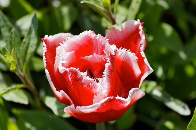 Jardin des Impressionnistes-022